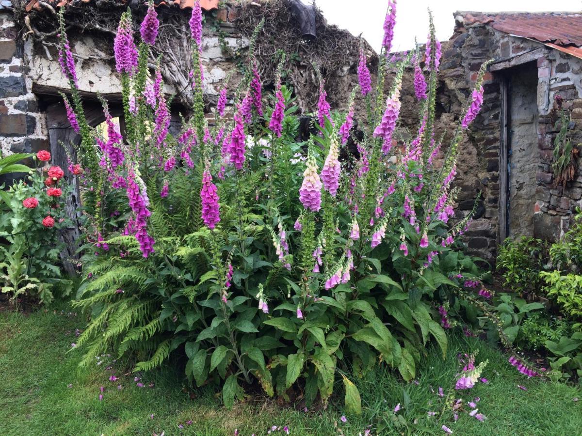 Frizenham Farmhouse Little Torrington Bagian luar foto